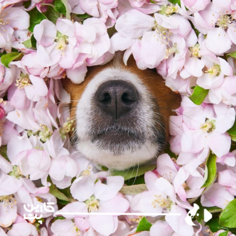 پنج خطر جدی فصل بهار برای حیوانات خانگی