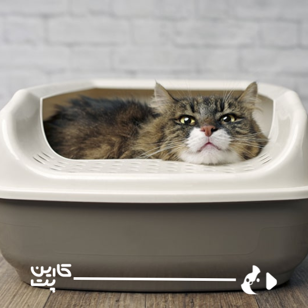 پنج دلیل اصلی دستشویی کردن گربه خارج از ظرف خاک به همراه راهکار