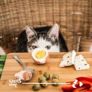 لیست 6 ماده غذایی مجاز برای تغذیه گربه