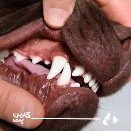سلامت و بهداشت دهان و دندان سگ